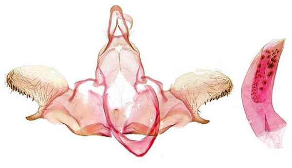 /filer/webapps/moths/media/images/N/nuriana_Homaloxestis_GMHT_RMCA.jpg