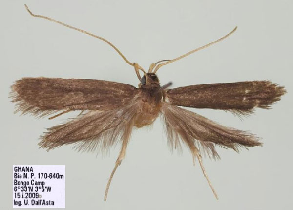 /filer/webapps/moths/media/images/N/nuriana_Homaloxestis_PTF_RMCA.jpg