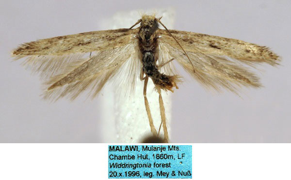 /filer/webapps/moths/media/images/N/nussi_Scythris_HT_ZMHB_RL1n6jB.jpg