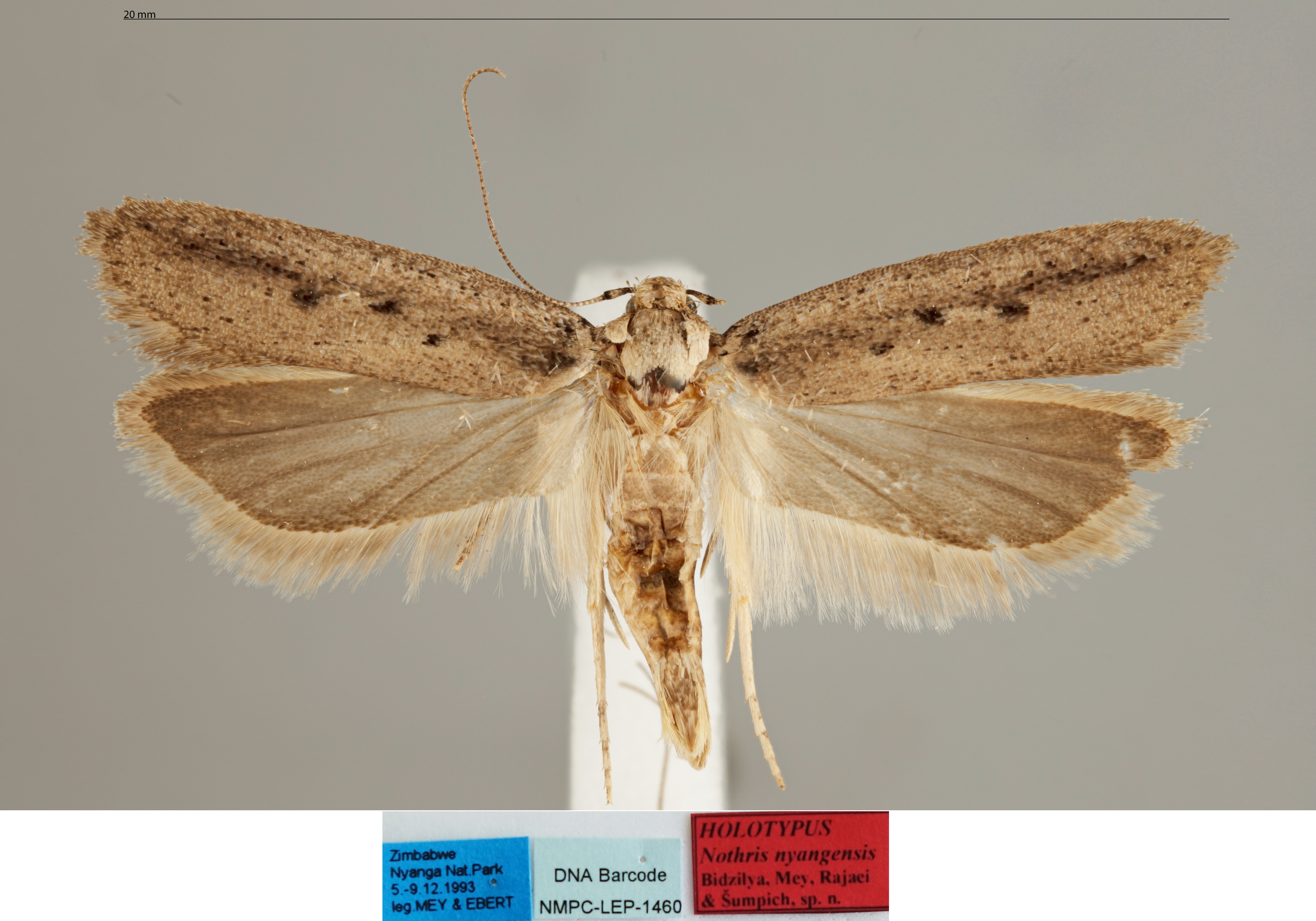 /filer/webapps/moths/media/images/N/nyangensis_Nothris_MHT_MfN.jpg