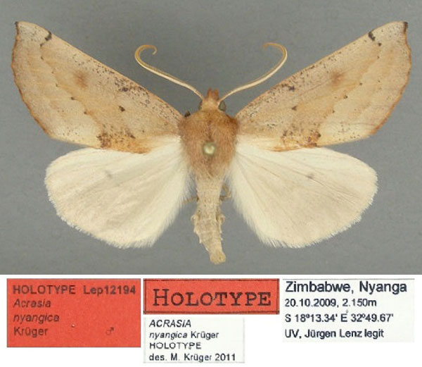 /filer/webapps/moths/media/images/N/nyangica_Acrasia_HT_TMSA.jpg