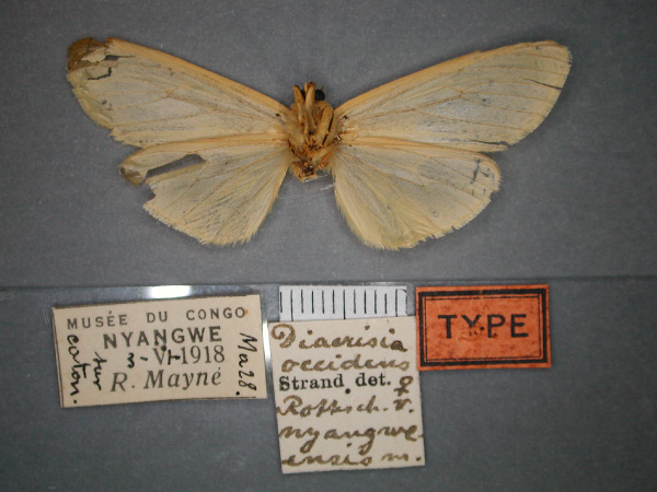 /filer/webapps/moths/media/images/N/nyangweensis_Spilosoma_HT_RMCA_02.jpg