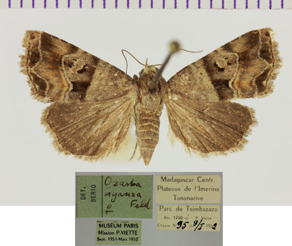 /filer/webapps/moths/media/images/N/nyanza_Ozarba_AF_MNHN.jpg