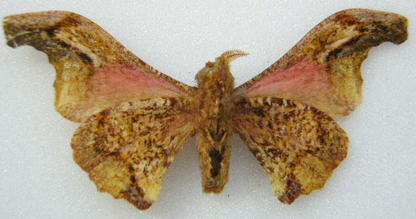 /filer/webapps/moths/media/images/N/nyasae_Micragone_HT_NHMUKb.jpg