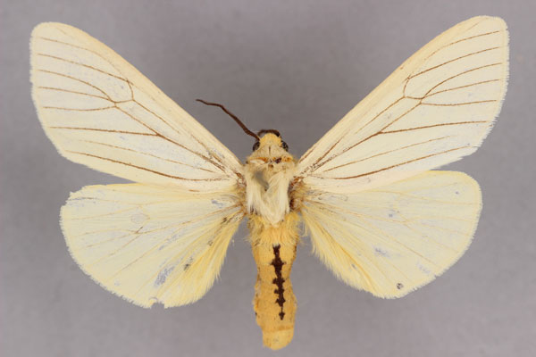 /filer/webapps/moths/media/images/N/nyasana_Spilosoma_HT_BMNH.jpg