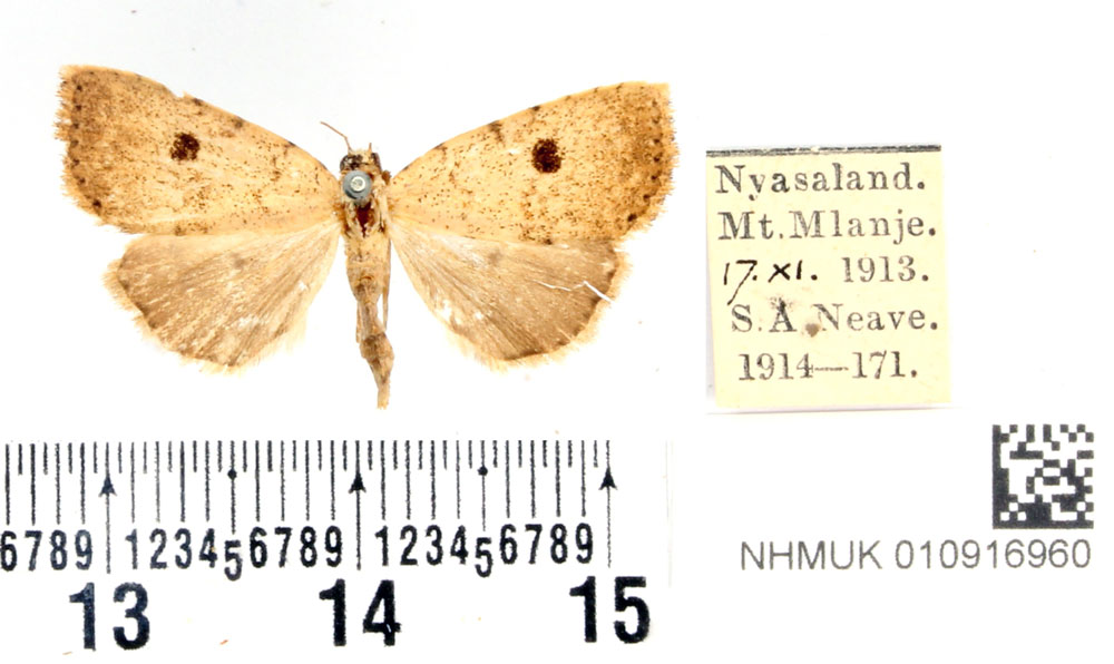 /filer/webapps/moths/media/images/N/nyasica_Oglasodes_PTF_BMNH.jpg