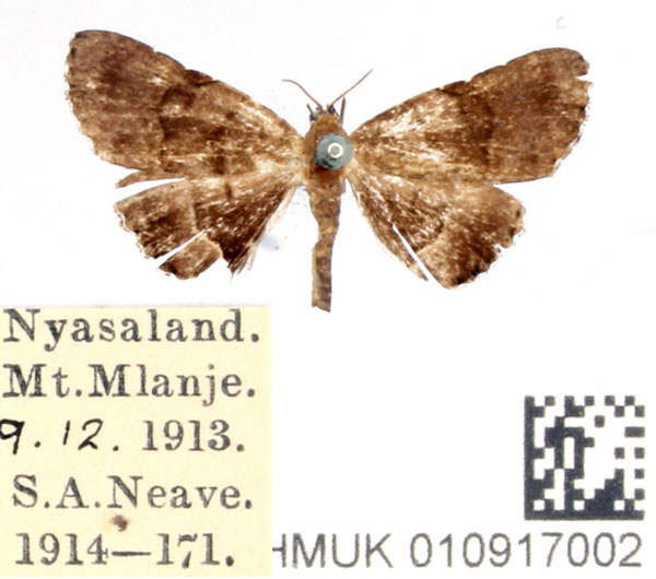 /filer/webapps/moths/media/images/N/nyasica_Rhesala_AM_BMNH.jpg