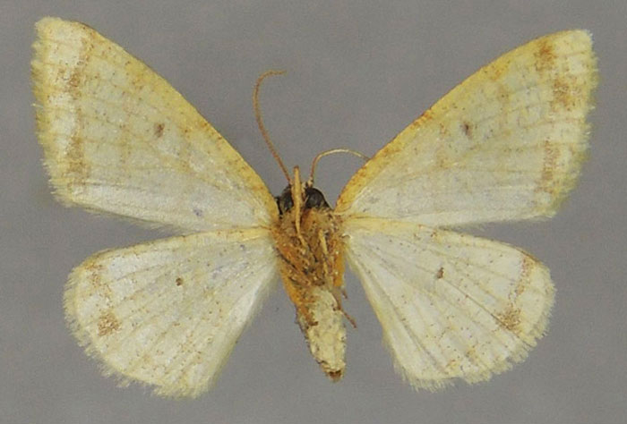 /filer/webapps/moths/media/images/N/nyassa_Heterostegane_HT_ZSMb.jpg