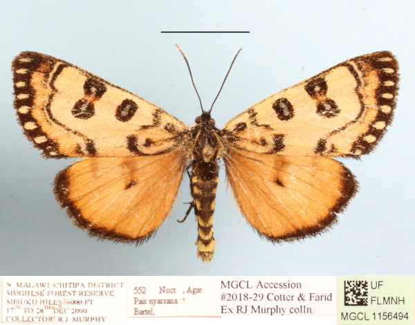 /filer/webapps/moths/media/images/N/nyassana_Brephos_A_MGCLa_01.JPG
