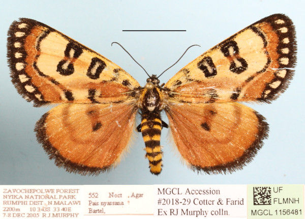 /filer/webapps/moths/media/images/N/nyassana_Brephos_A_MGCLa_02.JPG