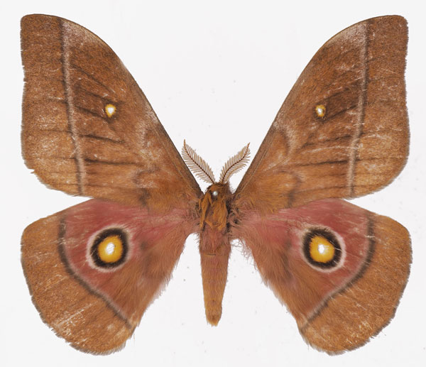 /filer/webapps/moths/media/images/N/nyassana_Gonimbrasia_AM_Basquina.jpg