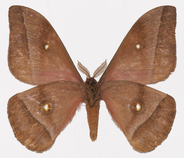 /filer/webapps/moths/media/images/N/nyassana_Gonimbrasia_AM_Basquinb.jpg