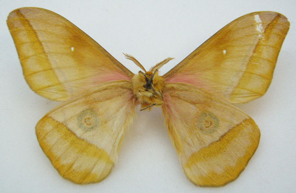 /filer/webapps/moths/media/images/N/nyassana_Imbrasia_STM_NHMUKb.jpg