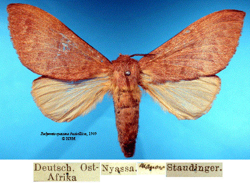 /filer/webapps/moths/media/images/N/nyassana_Pachymeta_HT_SNHMa.jpg