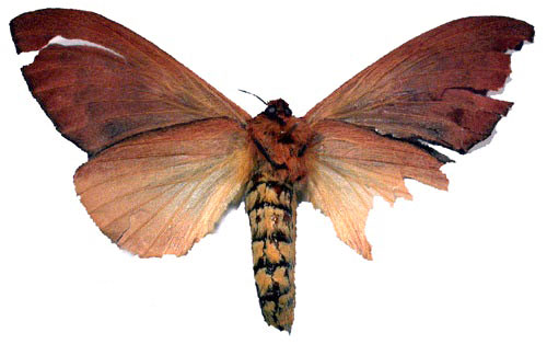/filer/webapps/moths/media/images/N/nyassica_Mallocampa_HT_SNHM_02.jpg