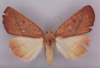 /filer/webapps/moths/media/images/N/nyassica_Terpnostola_HT_TMSA.jpg