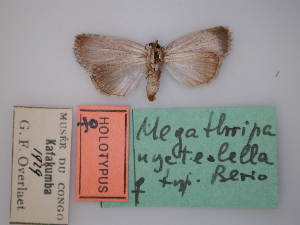 /filer/webapps/moths/media/images/N/nycteolella_Megathripa_HT_RMCA_02.jpg
