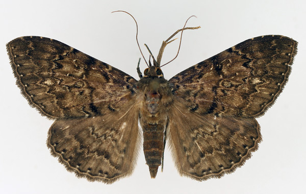 /filer/webapps/moths/media/images/N/nycterina_Tavia_AF_TMSA_01.jpg