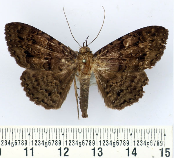/filer/webapps/moths/media/images/N/nycterina_Tavia_AM_BMNH.jpg