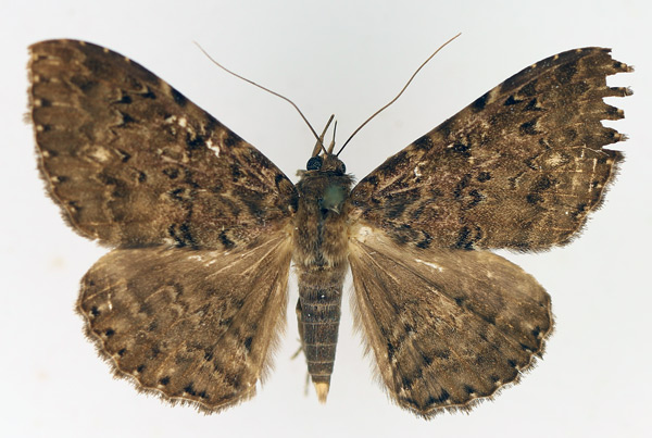 /filer/webapps/moths/media/images/N/nycterina_Tavia_AM_TMSA_02.jpg