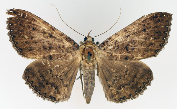 /filer/webapps/moths/media/images/N/nycterina_Tavia_AM_TMSA_03.jpg