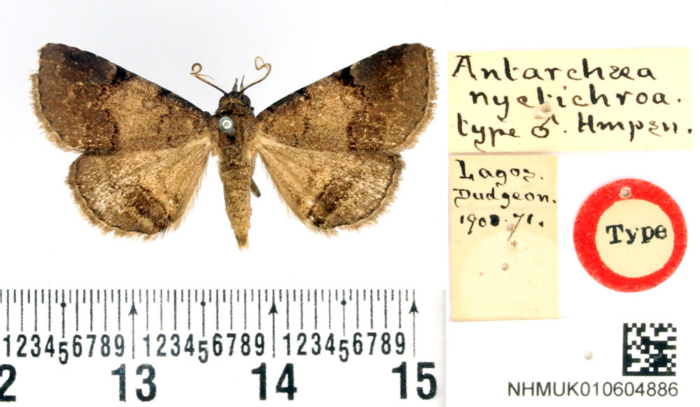 /filer/webapps/moths/media/images/N/nyctichroa_Antarchaea_HT_BMNH.jpg