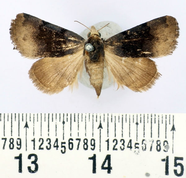 /filer/webapps/moths/media/images/N/nyctichroa_Authadistis_AF_BMNH_01.jpg