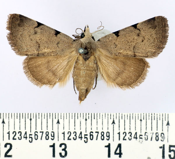 /filer/webapps/moths/media/images/N/nyctichroa_Authadistis_AF_BMNH_02.jpg