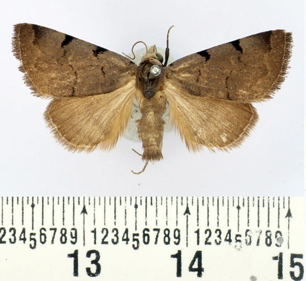 /filer/webapps/moths/media/images/N/nyctichroa_Authadistis_AM_BMNH.jpg
