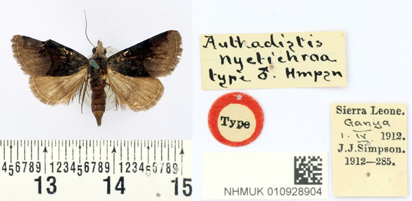 /filer/webapps/moths/media/images/N/nyctichroa_Authadistis_HT_BMNH.jpg