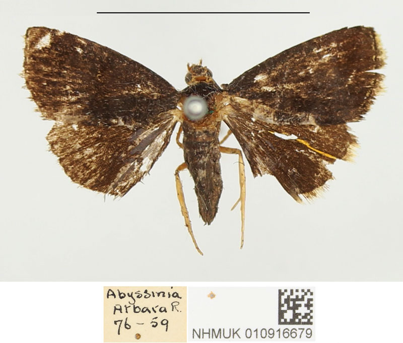 /filer/webapps/moths/media/images/N/nyctichroa_Eublemma_PTF_BMNH.jpg