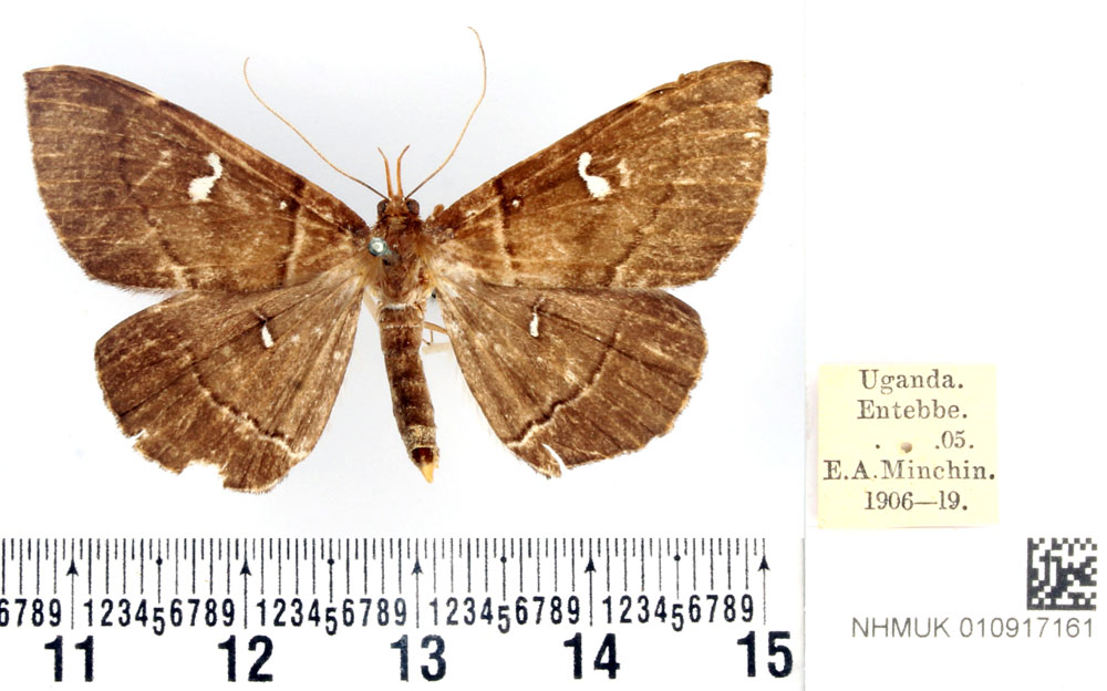 /filer/webapps/moths/media/images/N/nyctichroa_Gracilodes_AT_BMNH.jpg