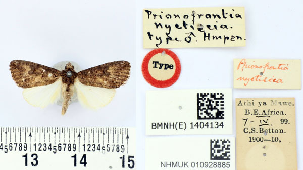 /filer/webapps/moths/media/images/N/nyctiscia_Prionofrontia_HT_BMNH.jpg