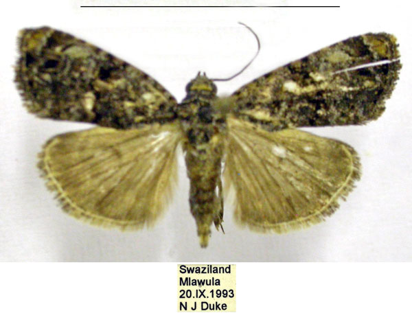 /filer/webapps/moths/media/images/N/nyctostola_Iambiodes_AF_TMSA.jpg