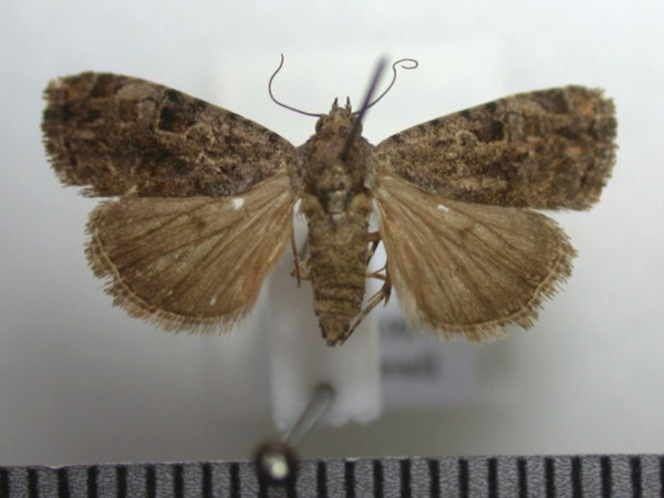 /filer/webapps/moths/media/images/N/nyctostola_Iambiodes_A_Revell.JPG