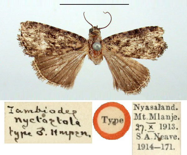 /filer/webapps/moths/media/images/N/nyctostola_Iambiodes_HT_BMNH.jpg