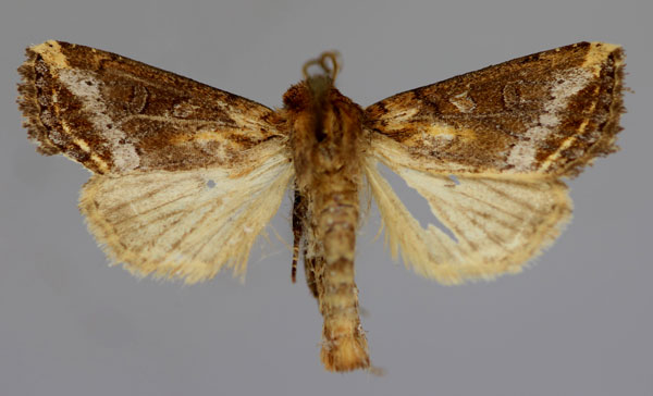/filer/webapps/moths/media/images/N/nyei_Feraxinia_A_RMCA_01.jpg