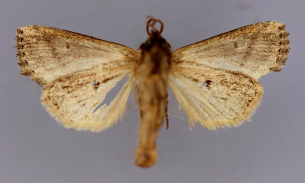 /filer/webapps/moths/media/images/N/nyei_Feraxinia_A_RMCA_02.jpg