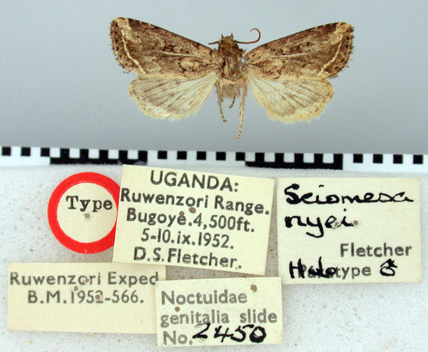 /filer/webapps/moths/media/images/N/nyei_Sciomesa_HT_BMNH.jpg