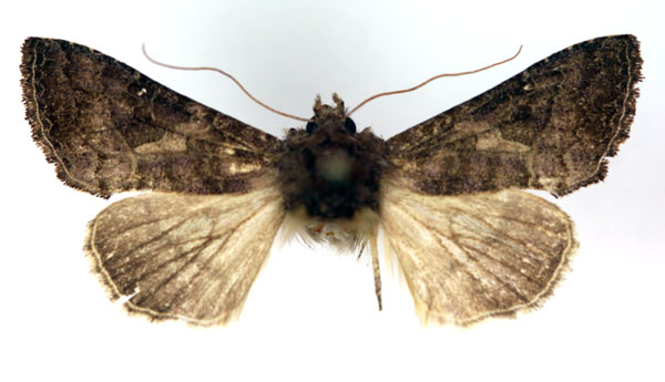 /filer/webapps/moths/media/images/N/nyei_Trichoplusia_AM_RMCA_02.jpg