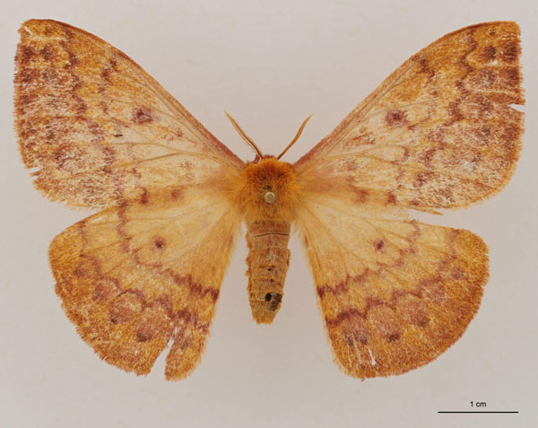 /filer/webapps/moths/media/images/N/nyikensis_Tagoropsiella_AT_RBINS_01.jpg