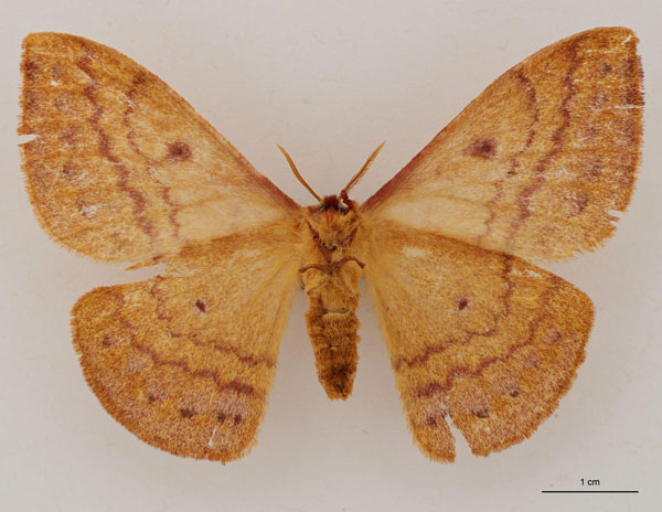 /filer/webapps/moths/media/images/N/nyikensis_Tagoropsiella_AT_RBINS_02.jpg