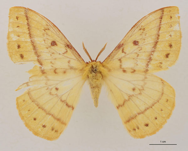 /filer/webapps/moths/media/images/N/nyikensis_Tagoropsiella_HT_RBINS_01.jpg
