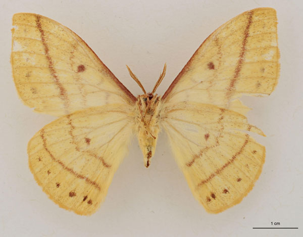 /filer/webapps/moths/media/images/N/nyikensis_Tagoropsiella_HT_RBINS_02.jpg