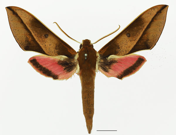/filer/webapps/moths/media/images/N/nyikiana_Chaerocina_AM_Basquina.jpg