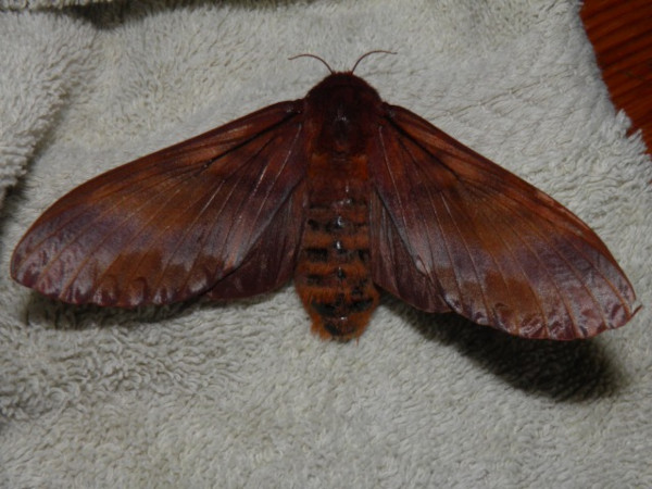 /filer/webapps/moths/media/images/N/nysa_Gonometa_AF_Coppens_02.jpg