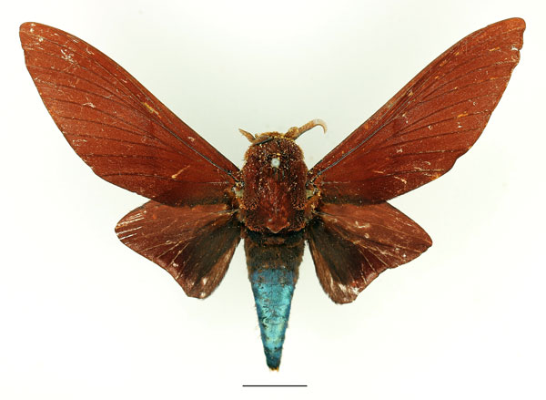 /filer/webapps/moths/media/images/N/nysa_Gonometa_AM_Basquin_02.jpg