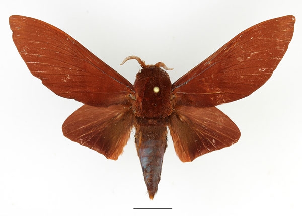 /filer/webapps/moths/media/images/N/nysa_Gonometa_AM_Basquin_03.jpg