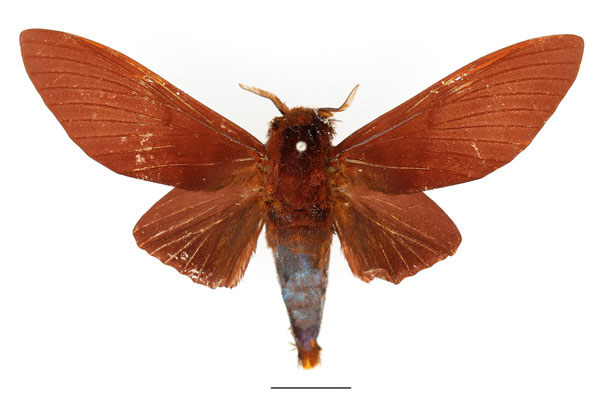 /filer/webapps/moths/media/images/N/nysa_Gonometa_AM_Basquin_04.jpg