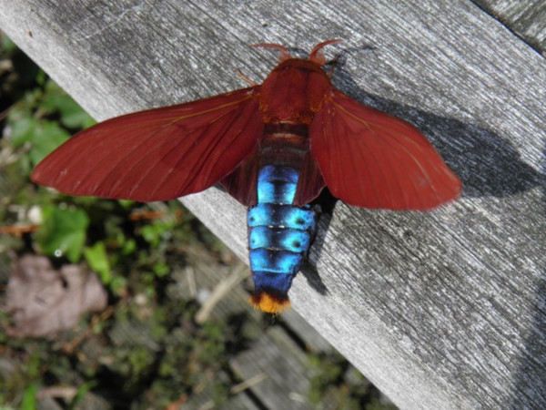 /filer/webapps/moths/media/images/N/nysa_Gonometa_AM_Coppens_01.jpg